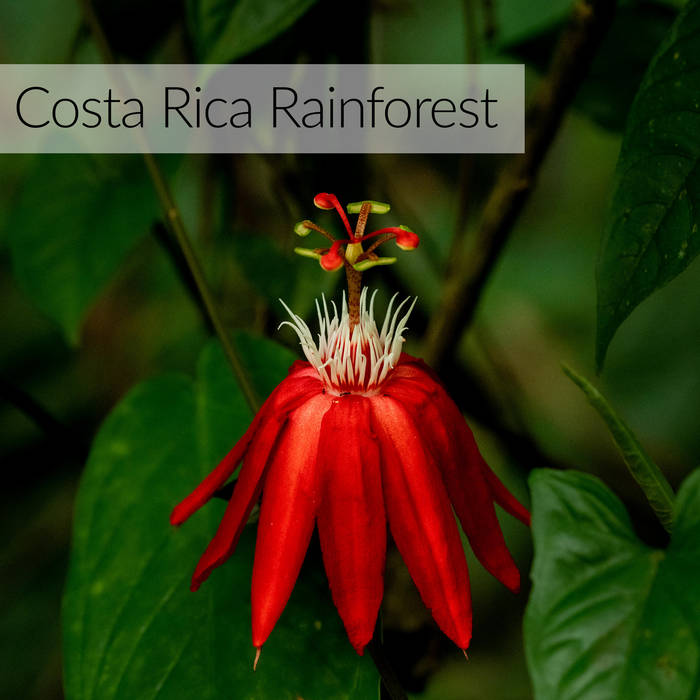Cover art for Costa Rica Rainforest